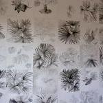 Palm Drawings 2013